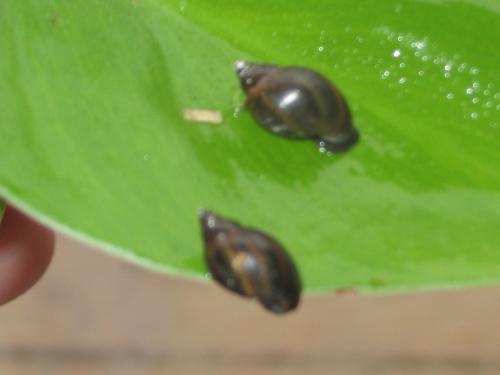 snails - invasive snails