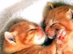 Cute kitties - aww..so cute