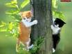 kitties so cute - adorable kitties