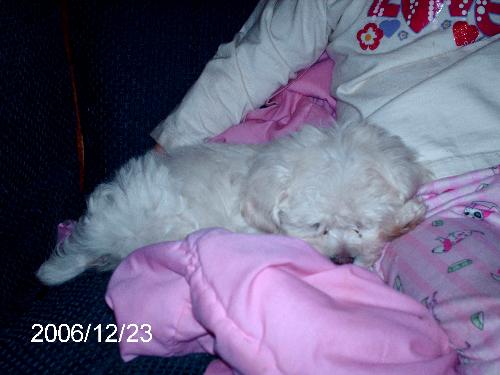 Fluffy, my daughter&#039;s dog - Here is a picture of the little puppy she got. It is a male and she has named him Fluffy because his hair is very thick. 