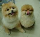 Cute dogs - cute dogs