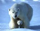 Polar bear mom and baby - Mother and son :)