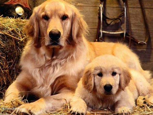 Doggie - I love these doggies