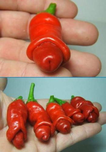 weird chilli - I don&#039;t know wether this photo is real or fake.