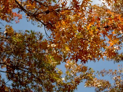 fall leaves - pretty leaves