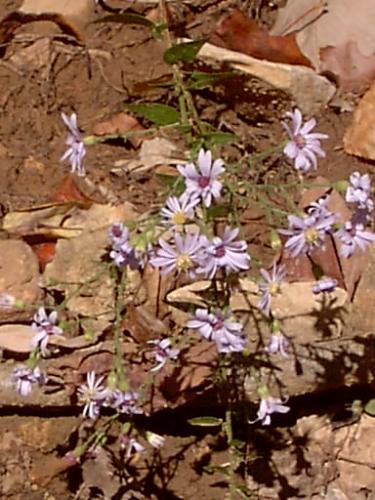 flowers - flowers