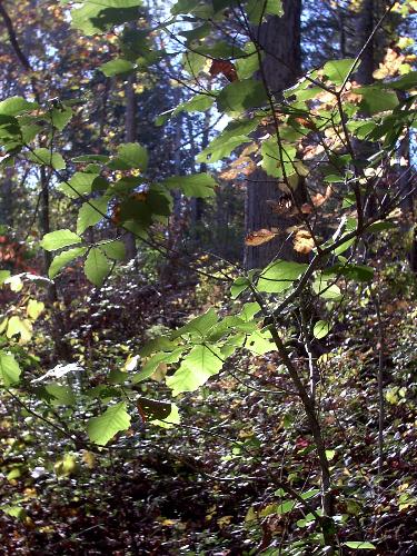 woods - woods