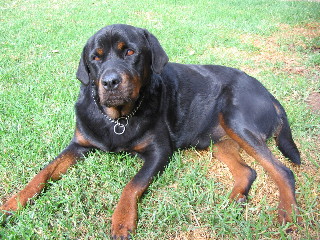 dogs - cute