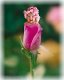 who is beautiful gal or flower? - who is beautiful gal or flower?