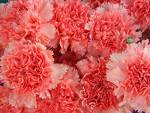 pink carnations - beautiful pink carnations