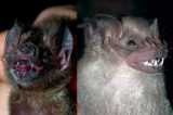 bat - Bats are very incredible to me. Totally blind yet can see with voice tones.