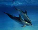 dolphin - Dolphins are pretty incredible. They are smart, protective and said to have healing powers.