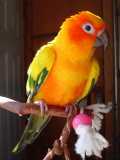 parrots - Parrots are cooling looking birds with vibrant colours. Also its neat that they can copy words they hear.