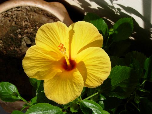 Yellow hibiscus - This Yellow hibiscus flowered in our garden