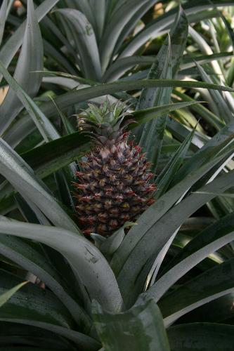 pineapple - This is a pineapple I am growing