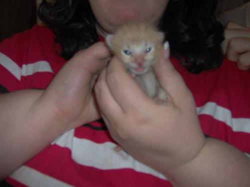 My Kitten Pumpkin - My baby kitten Pumpkin In July