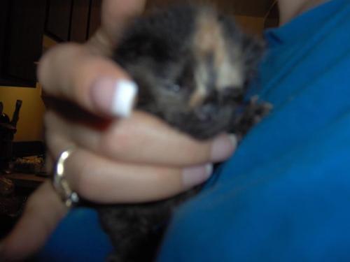 Spice, Pumpkin's Sister - This is little Spice, She's Pumpkin's sister They were born July 16th. I got them at 5 days old!