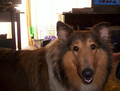 Lassie - This is our dog Lassie, she was not named by us but as you can see she has the same looks as her name sake.