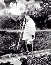 Gandhi - Dandi MArch