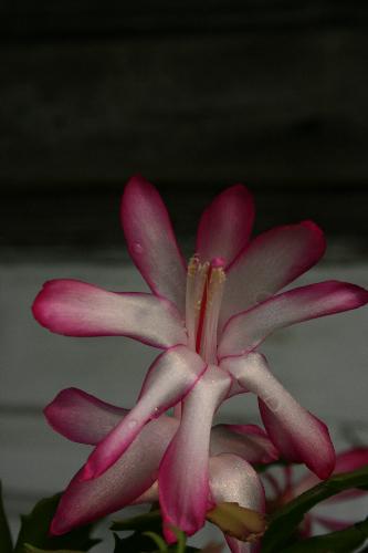 Christmas Catus - Christmas catus blooming right on time I had 50 of these plants blooming all at the same time this year was pretty