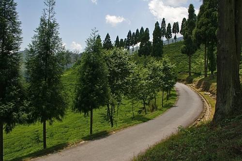 temi tea garden - temi tea garden