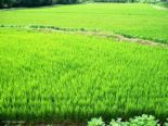 PADDY  - Paddy field in Asia. Rice is found from paddy and rice is principal food for Asian people.