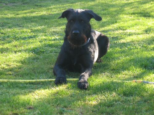 Dog - the dog of my aun't
