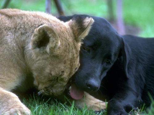 friendship - enemies by nature can become friends, why not we?