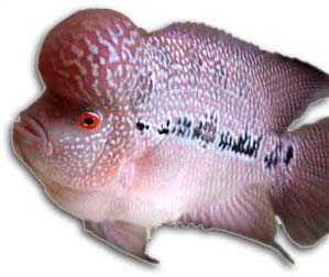 flower horn fish..... - very popular cichlid