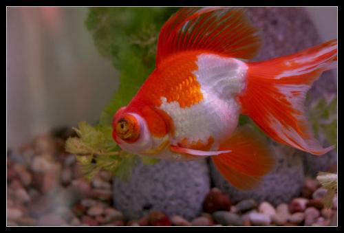 goldfish - There is only one goldfish in the bowl now! I am really sad!