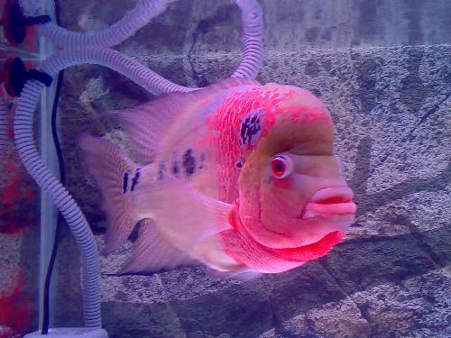 fish - fish inside an aquarium