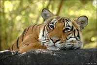 Royal Bengal Tiger - Royal Bengal Tiger