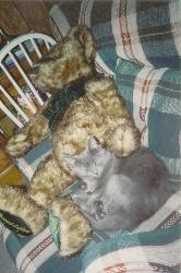 Tasia - Have you ever adopted a pet from the pound? We rescued one of our cats from the pound when she was a kitten and I would definitely consider adopting another one in the future.