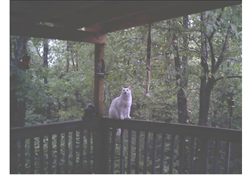 Kitt on the back porch - He loves to sit on the rail and watch the hummingbirds, and the hummingbirds really tease him by darting all about him...i guess they know he can't catch them. He's so funny to watch!