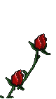 Flowers - Cute rose brothers