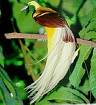 Cendrawasih - Very Beautiful bird