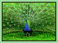Merak - Nice Bird