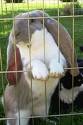 Rabbit - My Rabbit