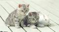 Cats picture - i got this photo from google, here's the link www.fedu.uec.ac.jp