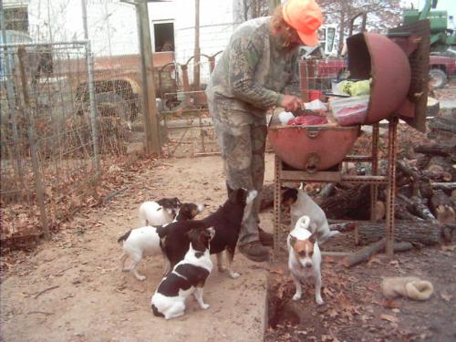 Cutting up deer. - Cutting up deer.   Dogs helping.