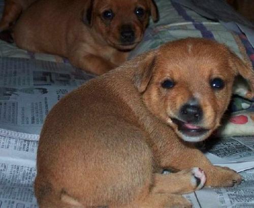 Brown Puppy - Cute little brown puppy