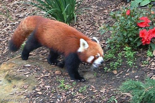 red panda - red panda