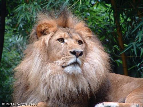 lion - lion