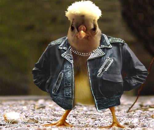 Chicken gangster - This is an Unique Picture