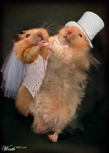 The Mouse Bride - This is an unique picture