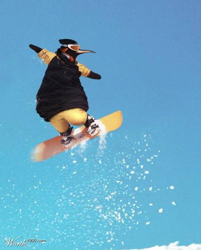 The Iceskater pinguin - This is an unique picture