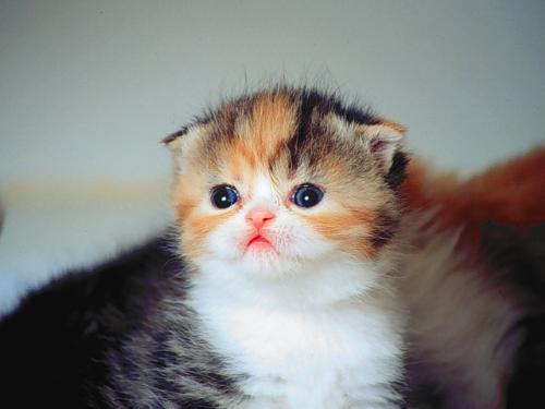 Cat - Allie, Three Week Old Scottish Fold