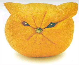 Cat - Orange cat, awsome