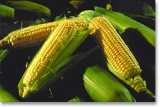 Corn on the Cob - Come on who doesnt like corn on the cob smoothered in butter. hmmm!