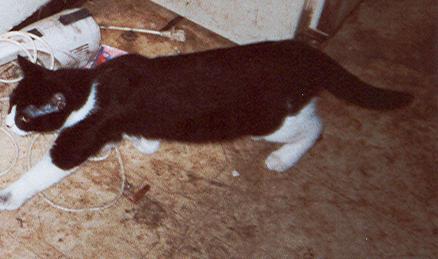 Drac - Drac is a beautiful 7 month old male cat who I took in to my house in late June. At that point he was pretty wild and we had to use a live trap to capture him. You might wonder why we went through that effort to capture a 'wild' kitten. Mostly, it was for his mother, Patches.